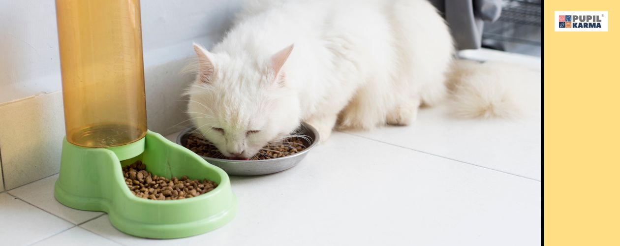 Niewłaściwa ilość posiłków. Na zdjęciu biały kot jedzący suchą karmę z miski aluminiowej. Obok podajnik do karmy również pełen suchej karmy. Po prawej żółty pas i logo pupilkarma.